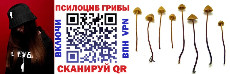 Псилоцибиновые грибы Psilocybe  Советский 
